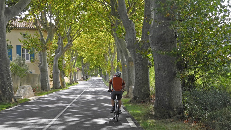 A male cyclist rides down an avenue of plane trees in the Mediterranean on a French Cycling Holidays tour