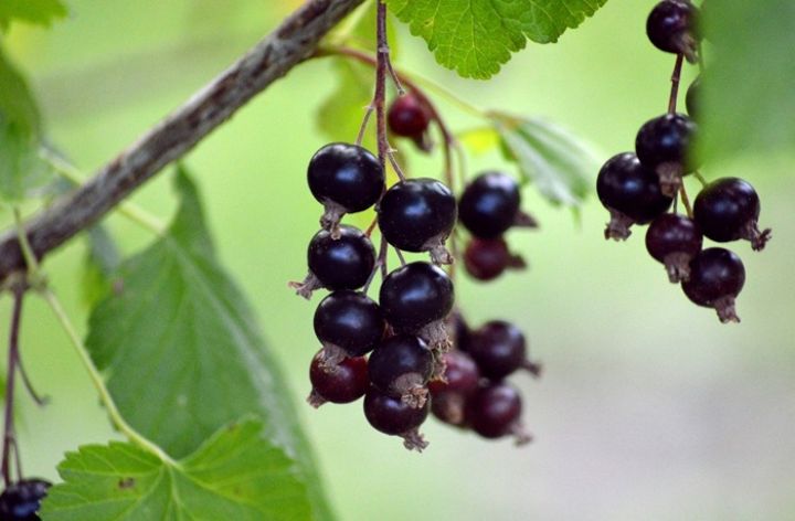 Burgundy cassis blackcurrants